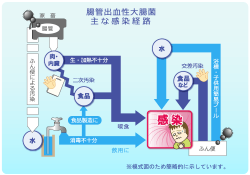 腸管出血性大腸菌 主な感染経路